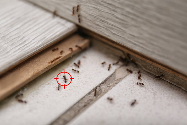 Best Cockroach Control Services  in Maywood Park, OR