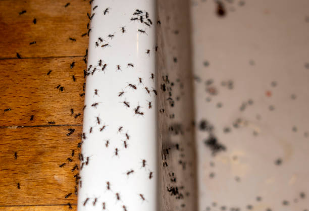 Best Pest Control Treatment  in Maywood Park, OR